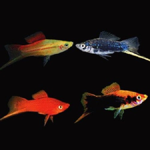 Xiphophorus helleri mix -